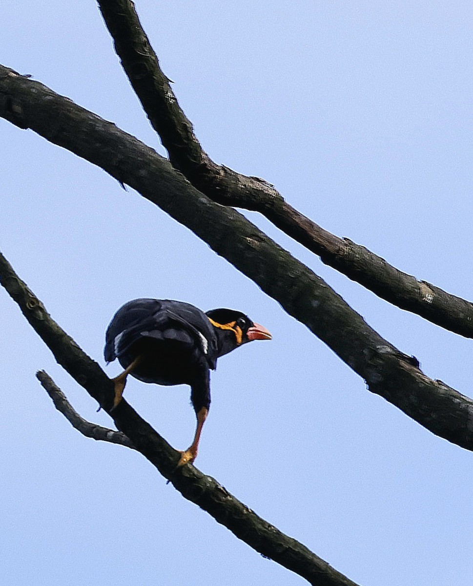 Miná Religioso - ML646742830