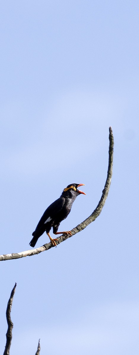 Miná Religioso - ML646742831