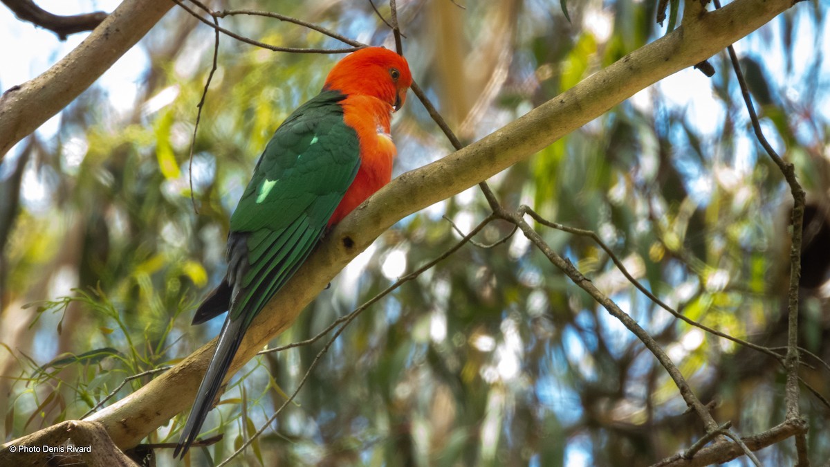 Australian King-Parrot - ML646742832