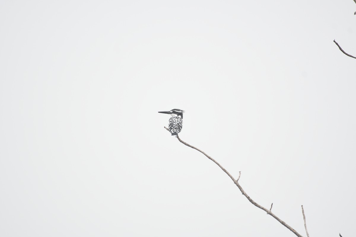 ヒメヤマセミ - ML646742835