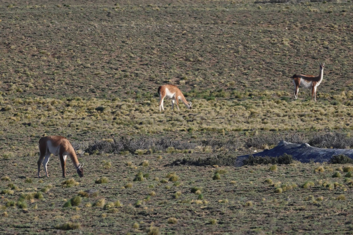 Гуанако - ML646742836