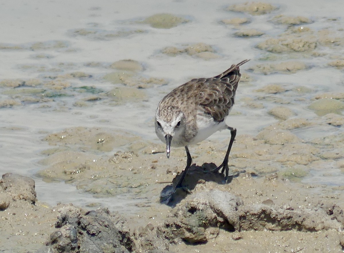 Little Stint - ML646742837