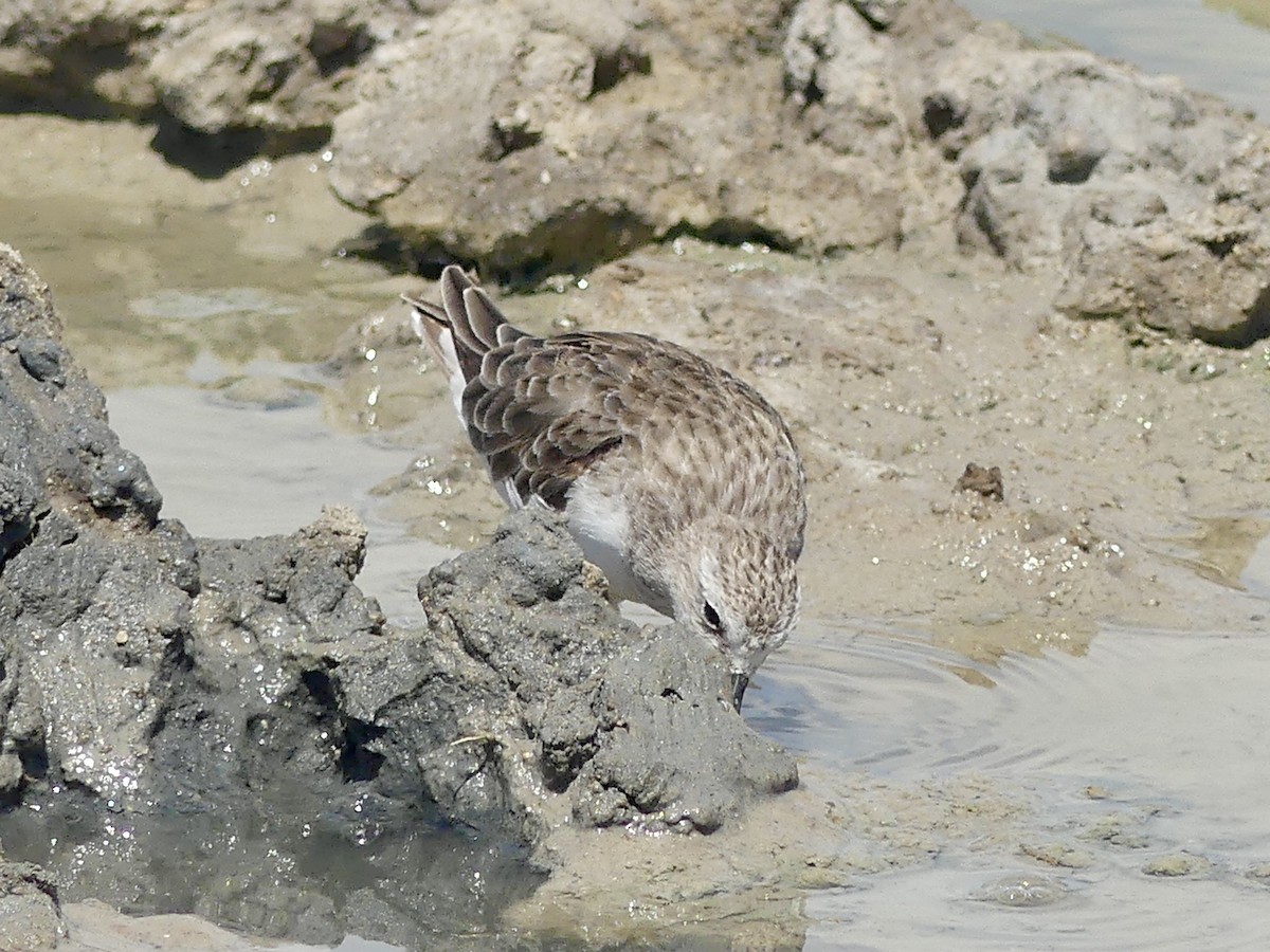 Little Stint - ML646742838