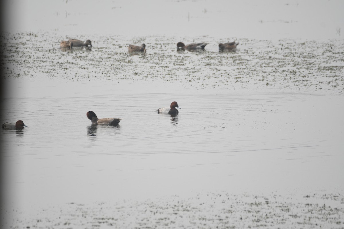 ホシハジロ - ML646742841