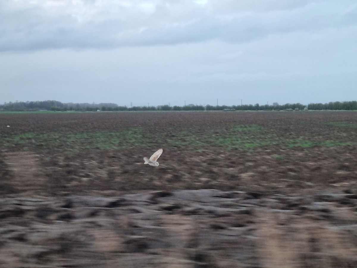 Western Barn Owl - ML646742845