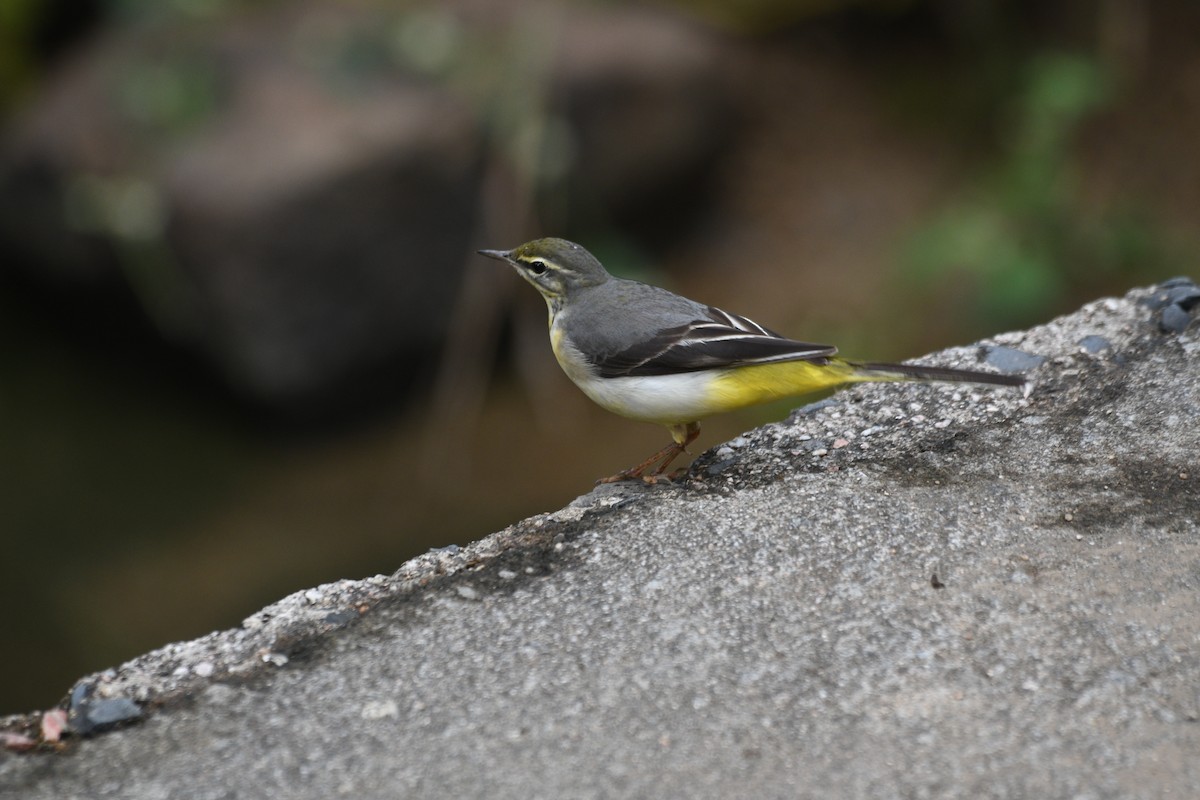 キセキレイ - ML646742850