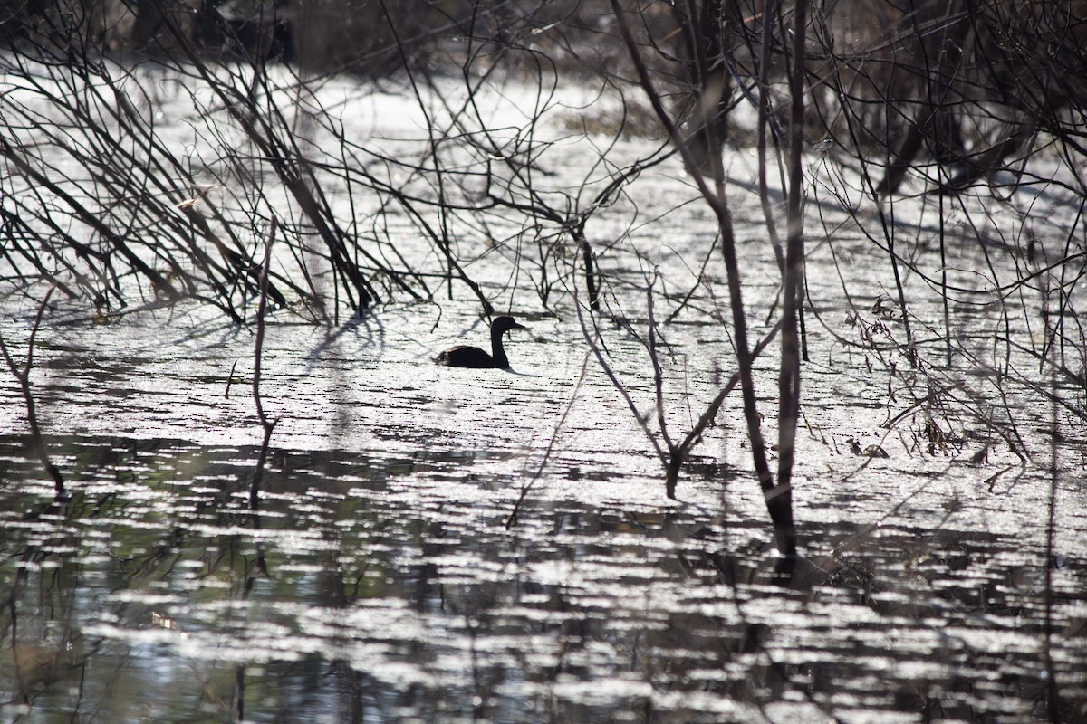 Least Grebe - ML646742852