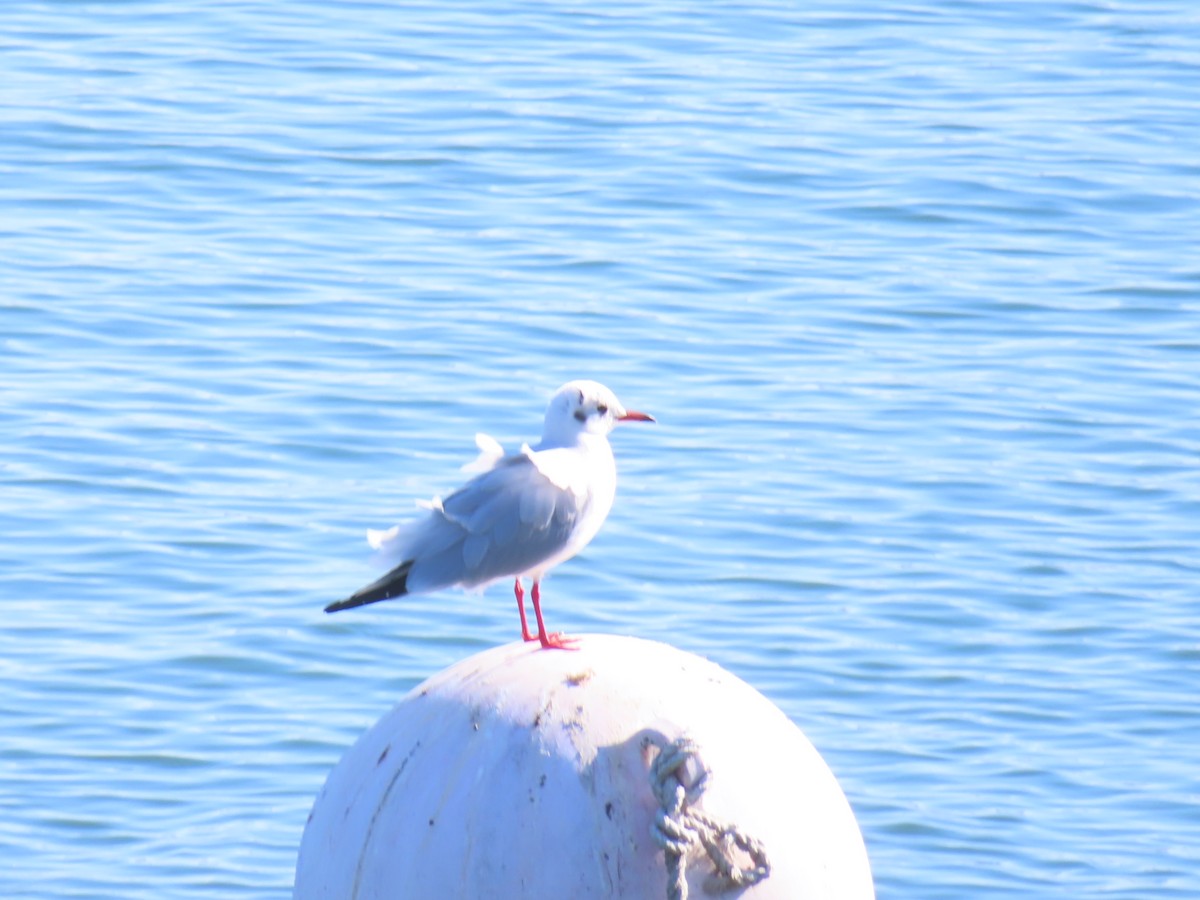 Antxeta mokogorria - ML646742856