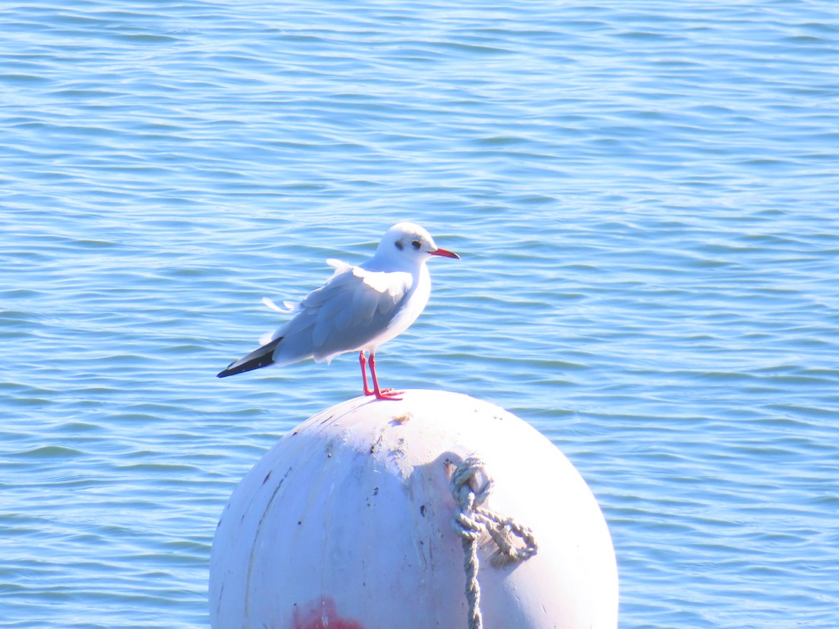 Antxeta mokogorria - ML646742857