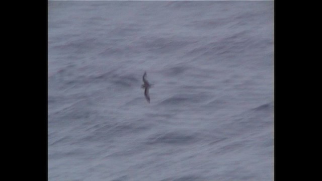 Mottled Petrel - ML646742860