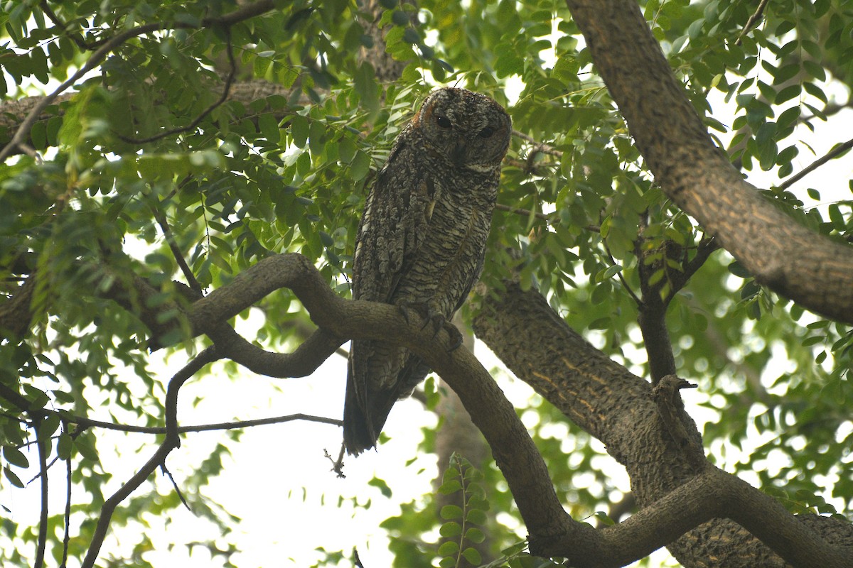 インドモリフクロウ - ML646742862