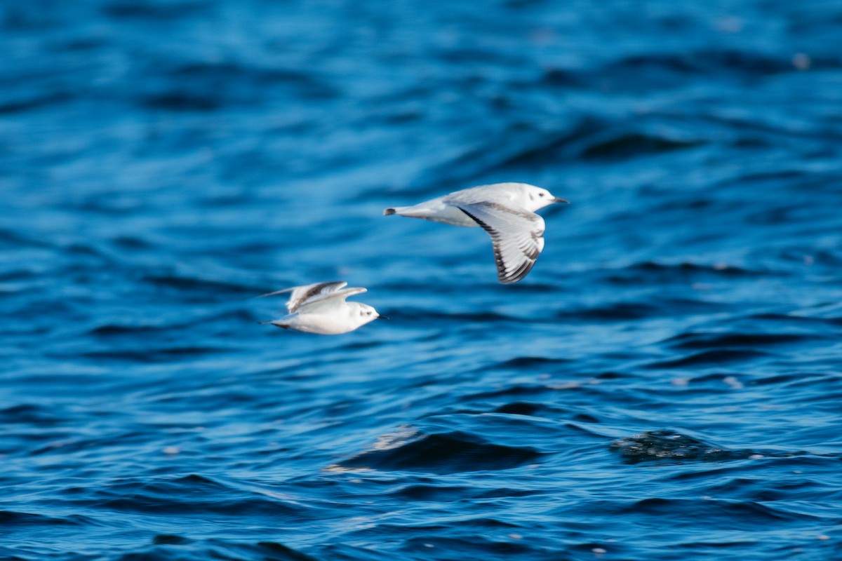 Gaviota Enana - ML646742864