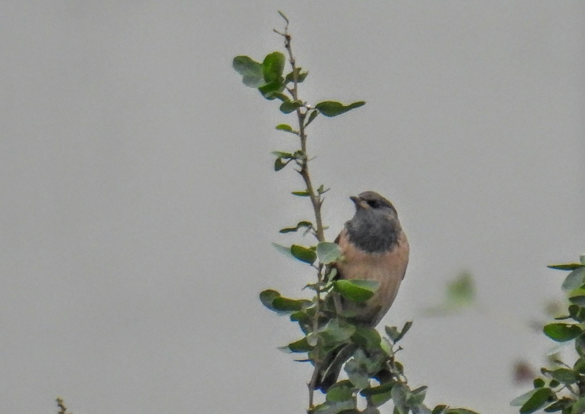 Rosy Starling - ML646742865