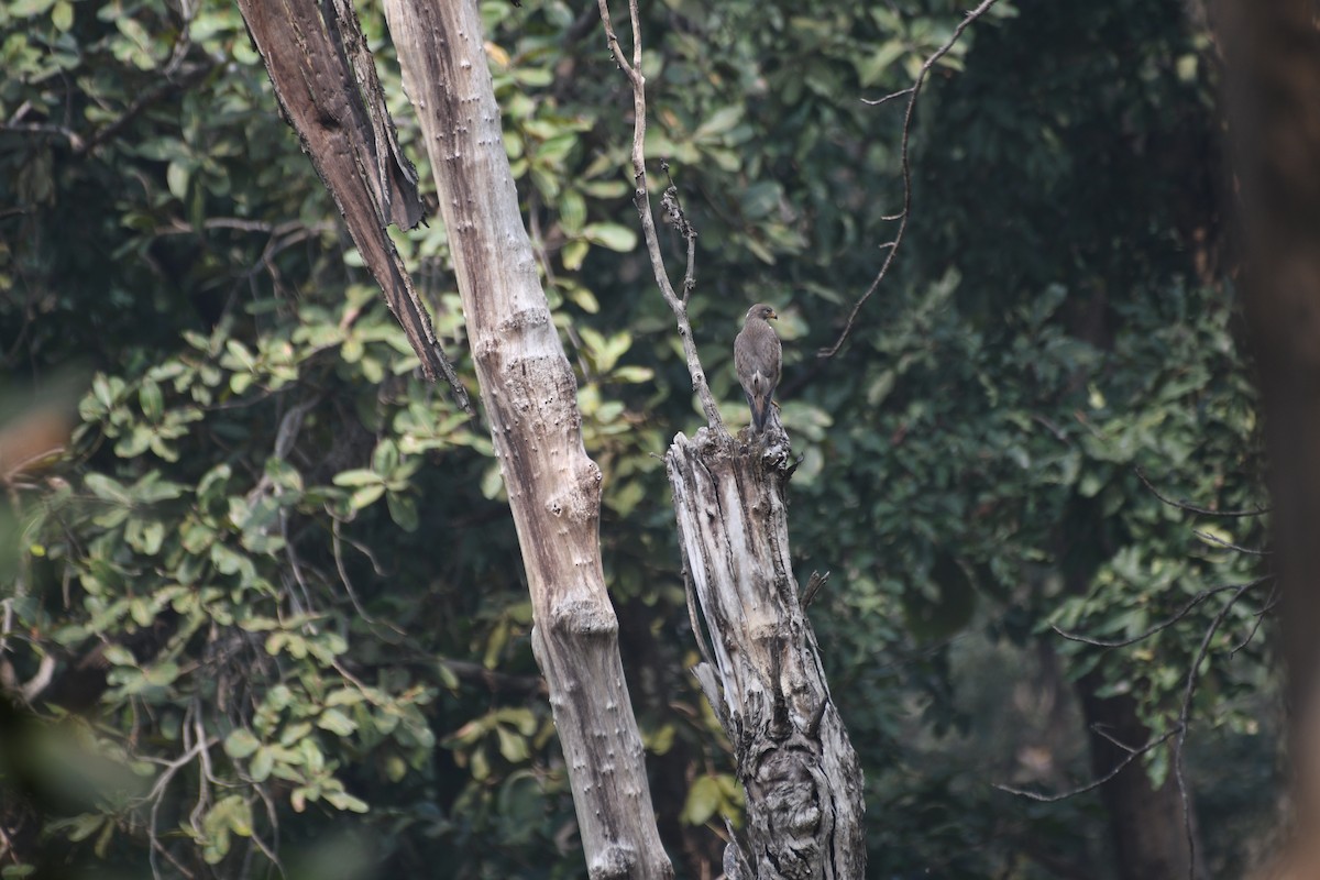 メジロサシバ - ML646742866