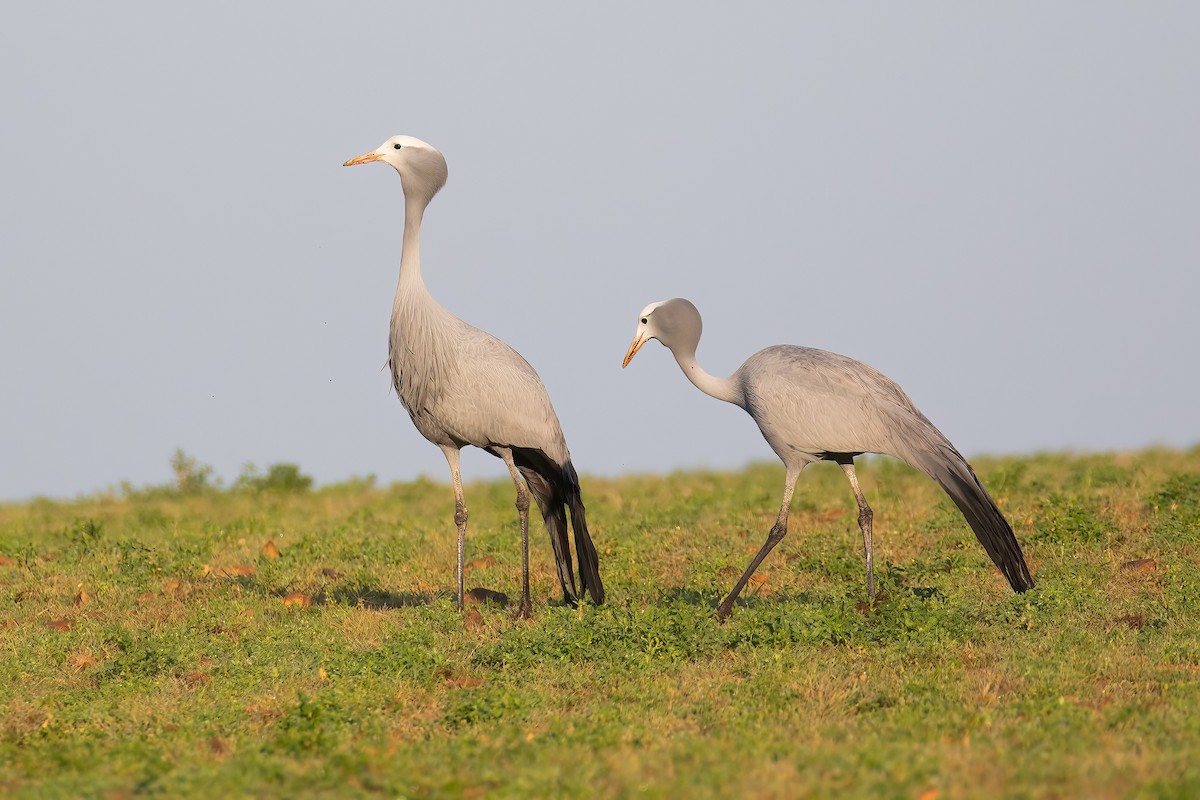 Blue Crane - ML646742868