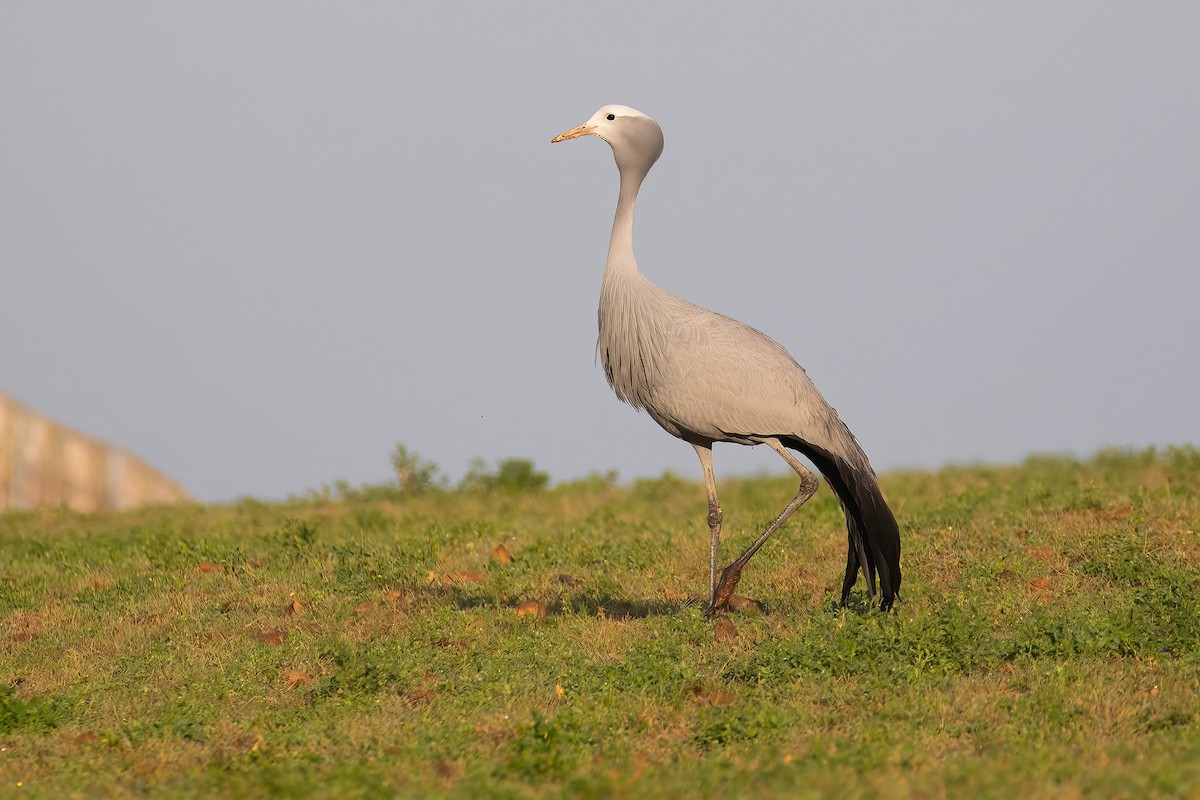 Blue Crane - ML646742869