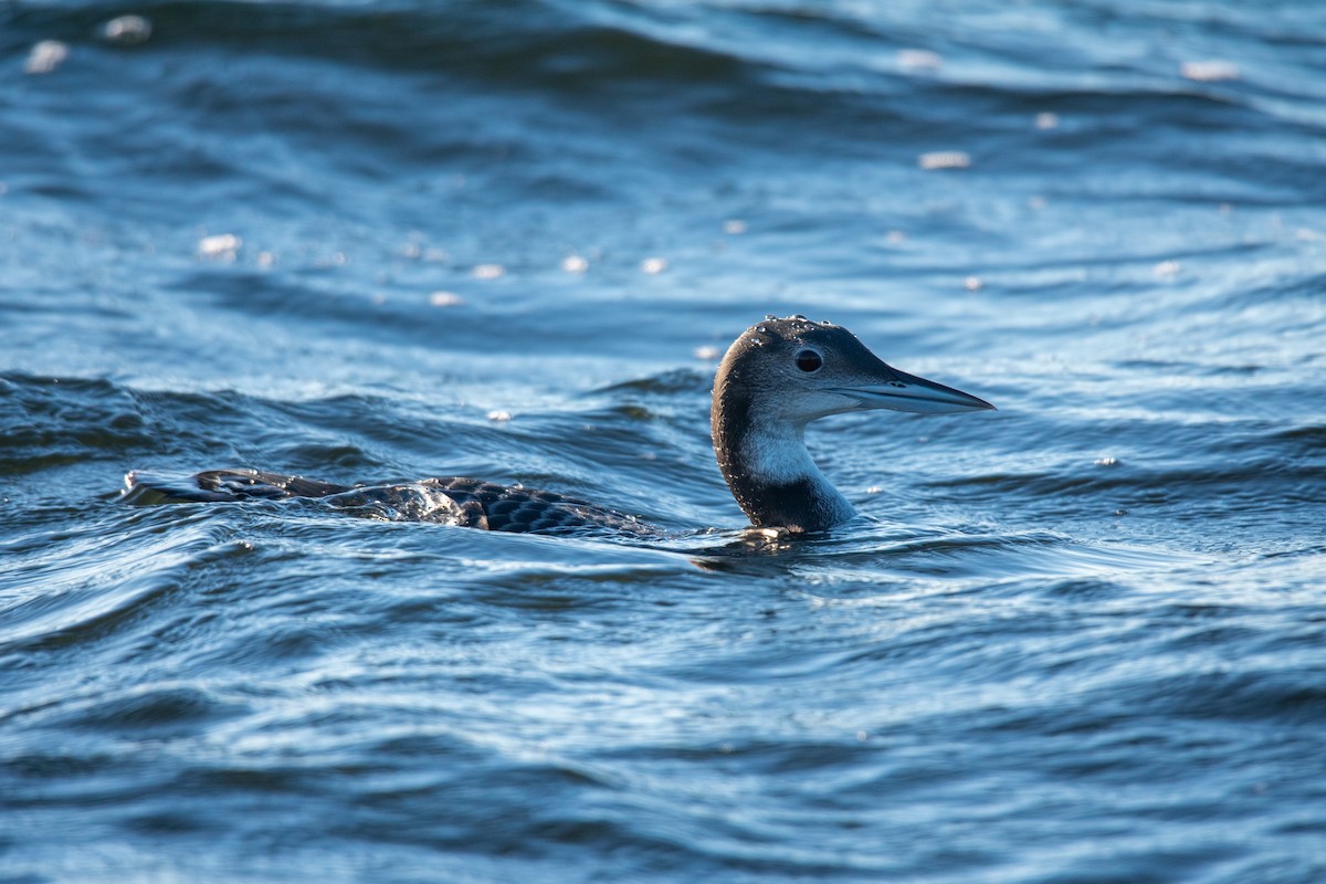 Colimbo Grande - ML646742873