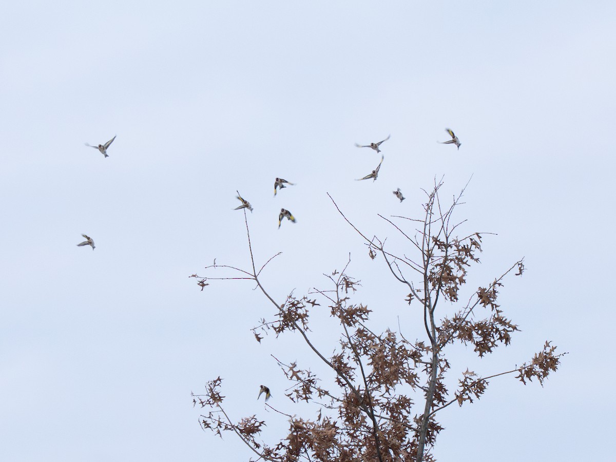 Щиглик звичайний - ML646742874