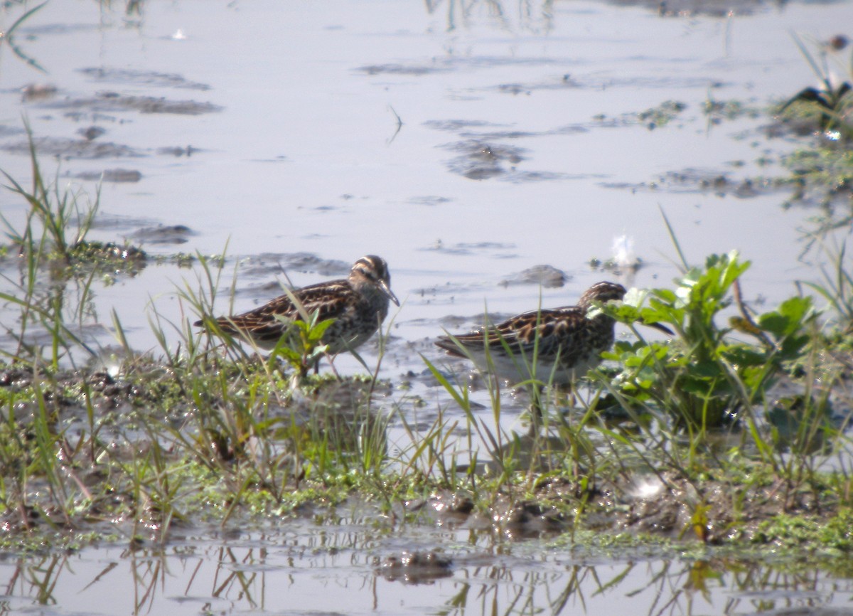 Broad-billed Sandpiper - ML646742875