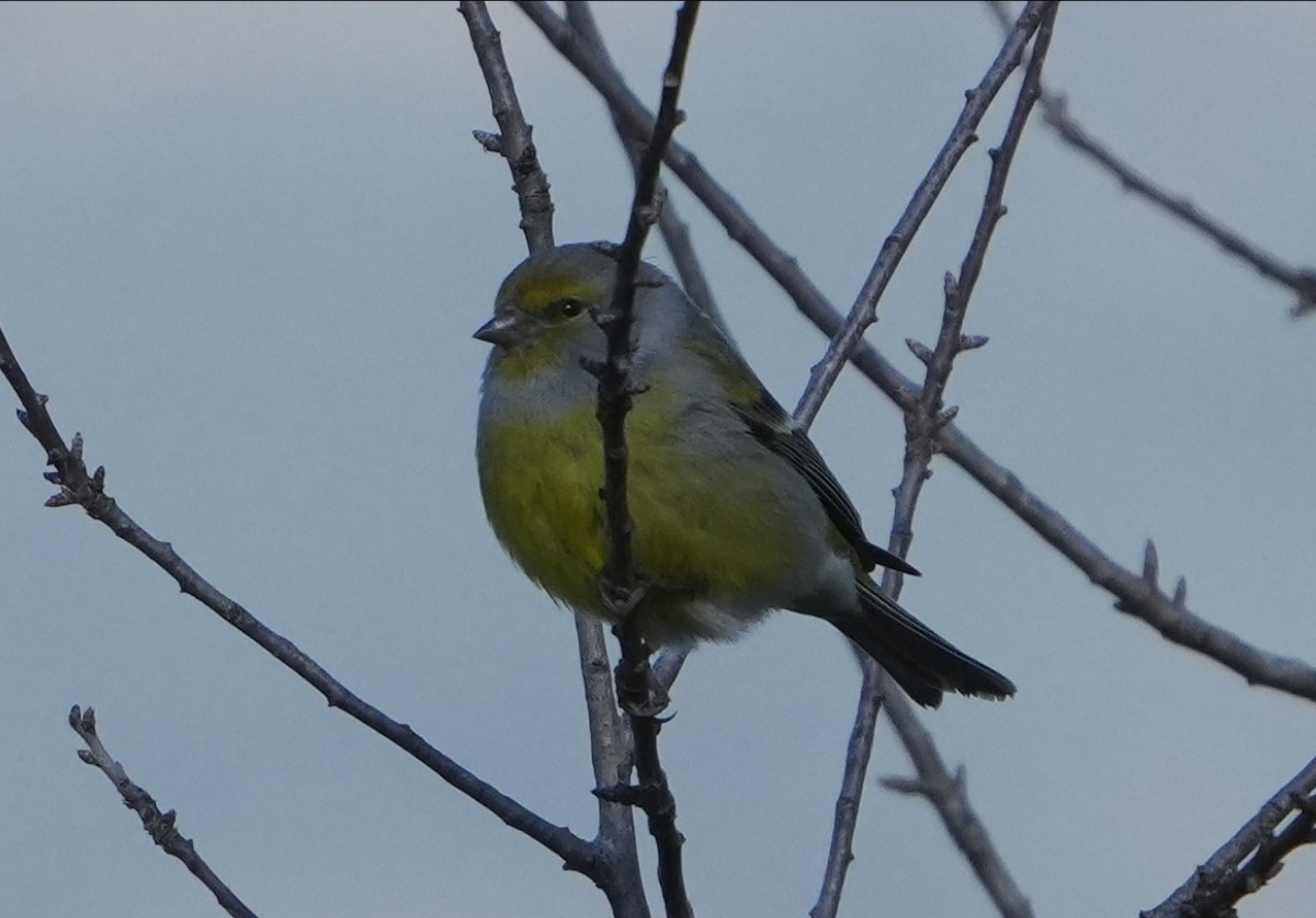 Mendi-txirriskila arrunta - ML646742878