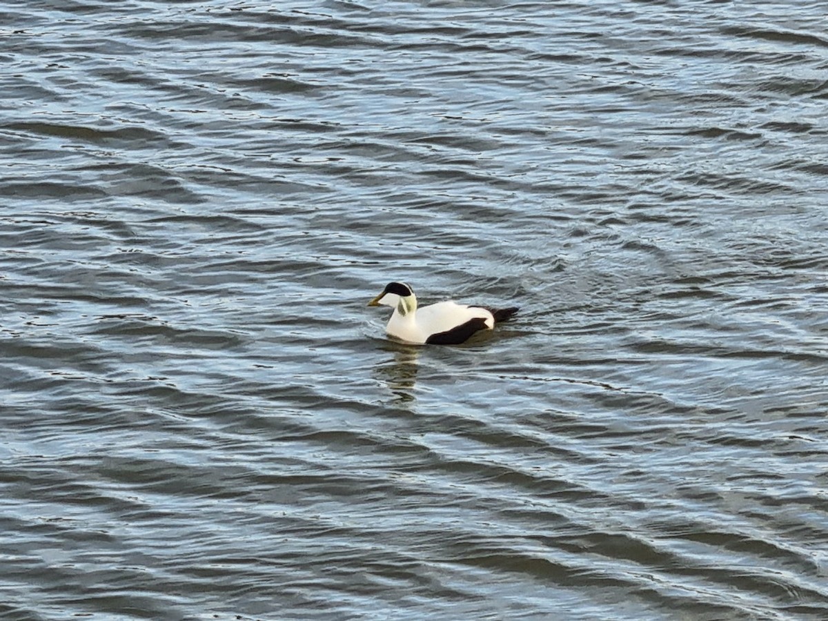 Common Eider - ML646742879