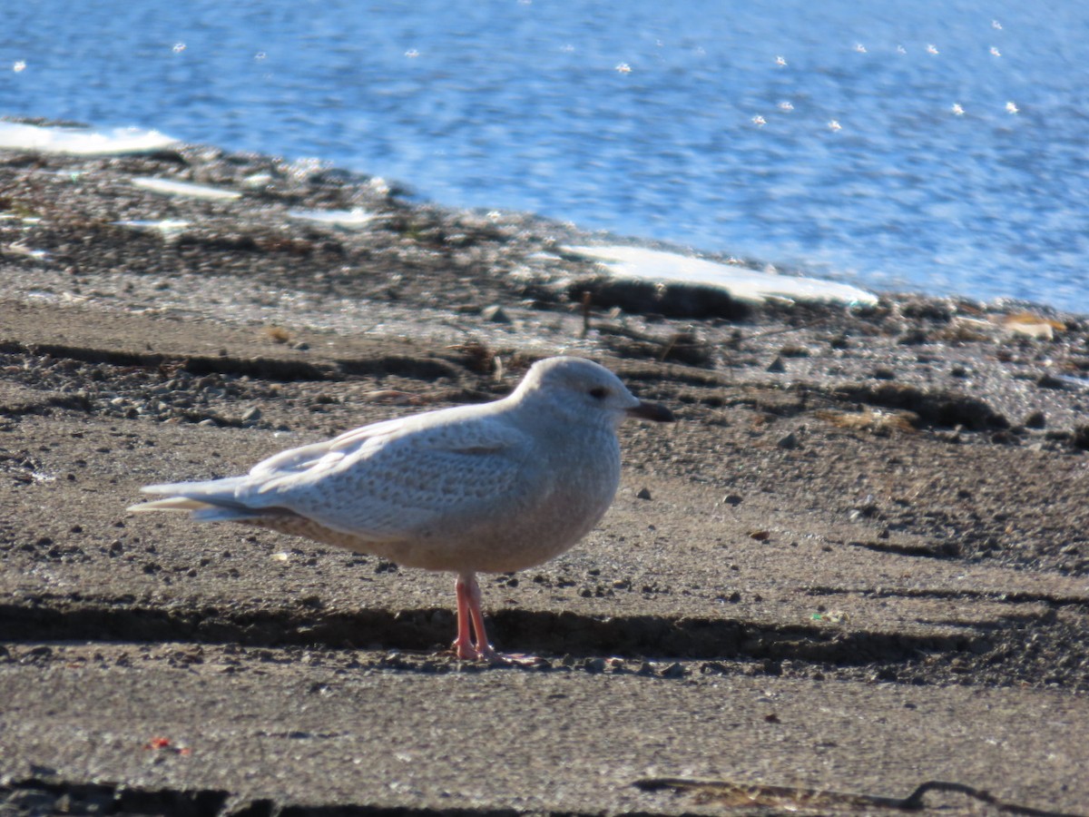 Iceland Gull - ML646742883