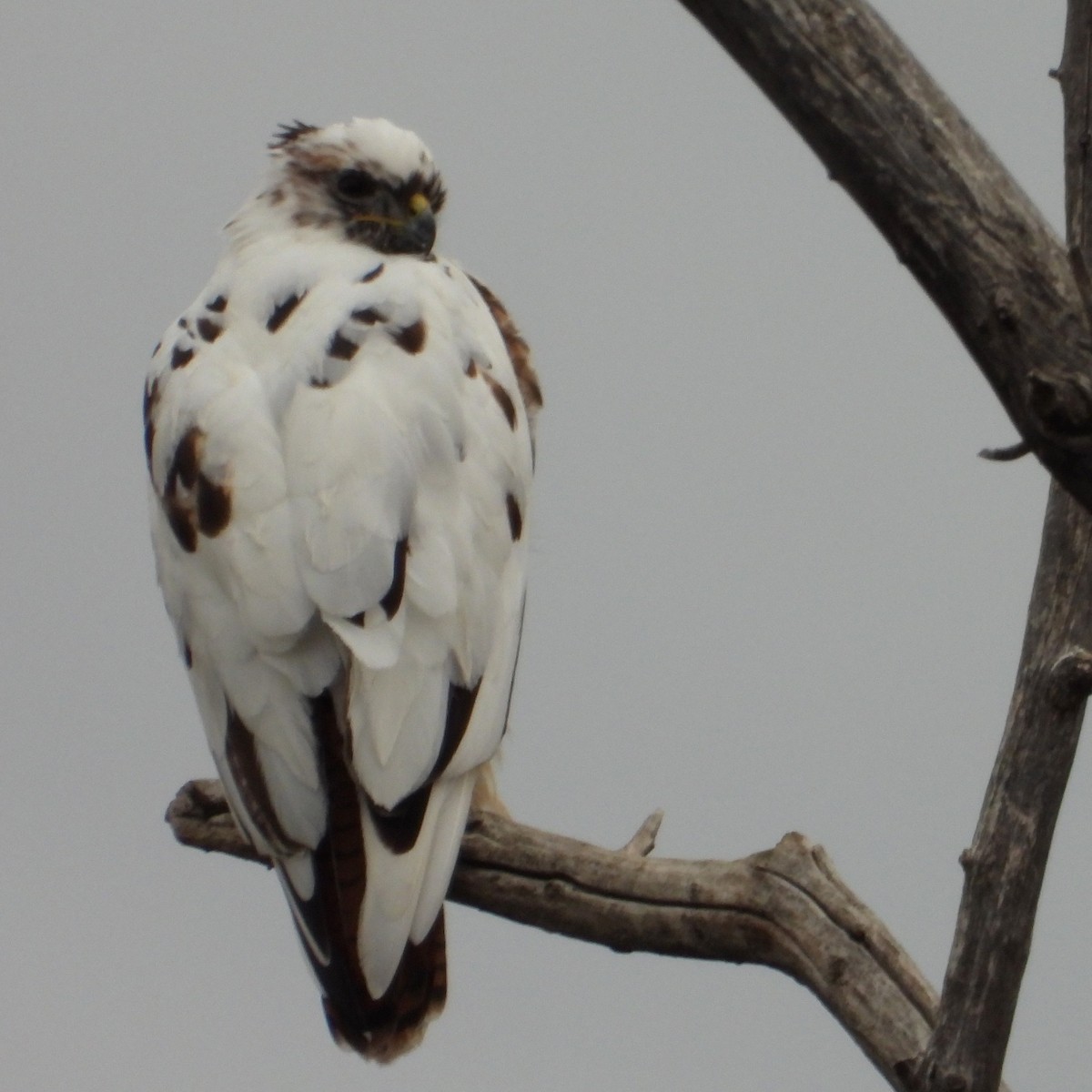 Red-tailed Hawk - ML646742884