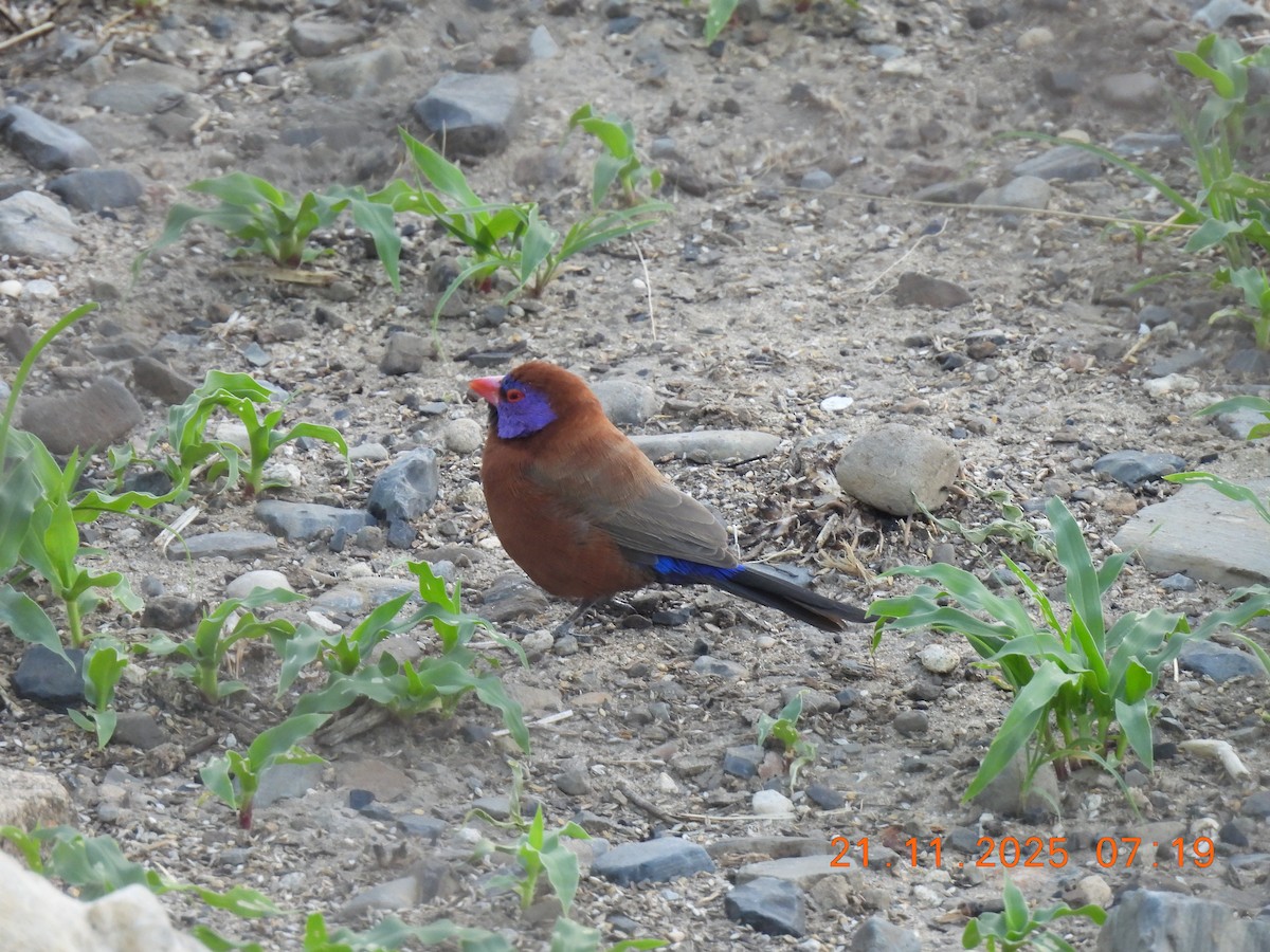 Violet-eared Waxbill - ML646742886