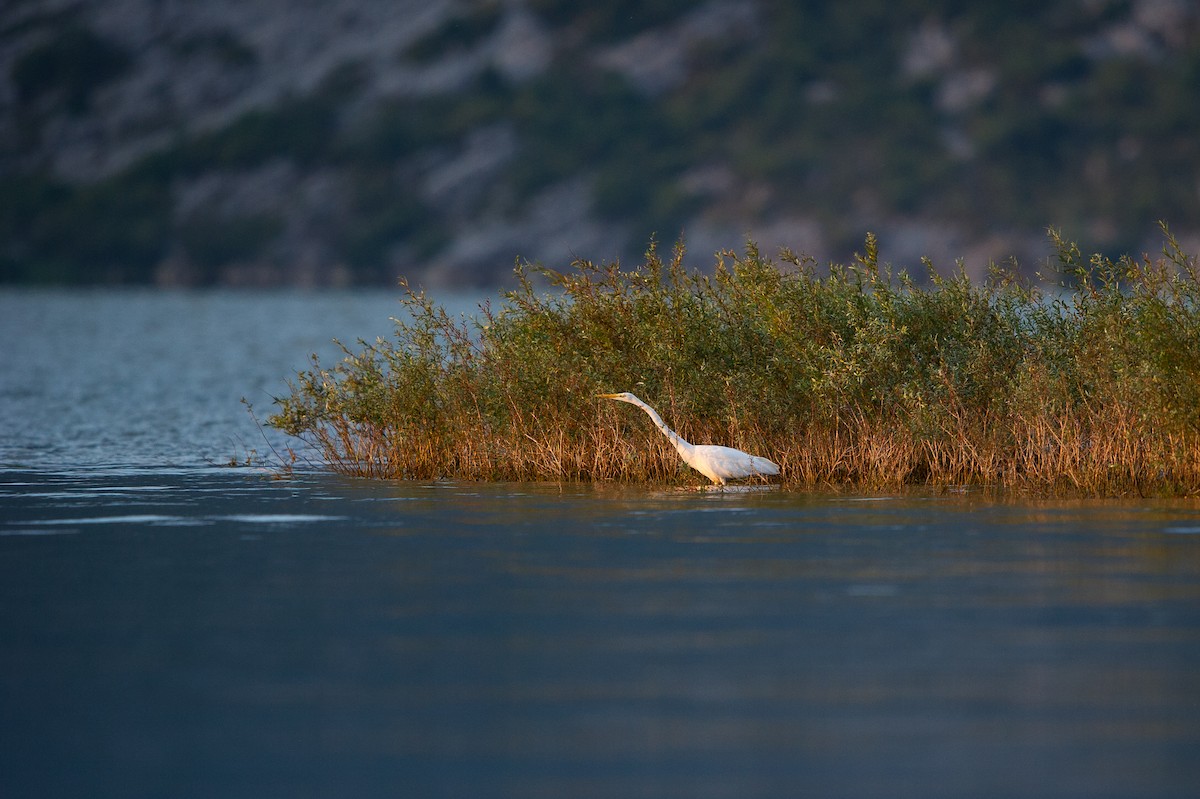 egretthegre - ML646742887