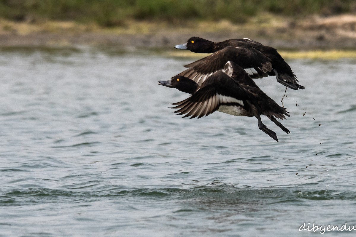 Fuligule morillon - ML646742888