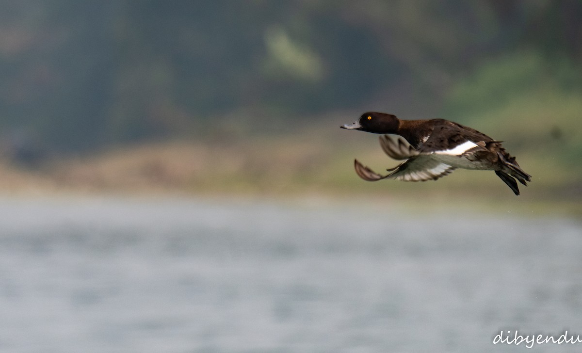 Fuligule morillon - ML646742889