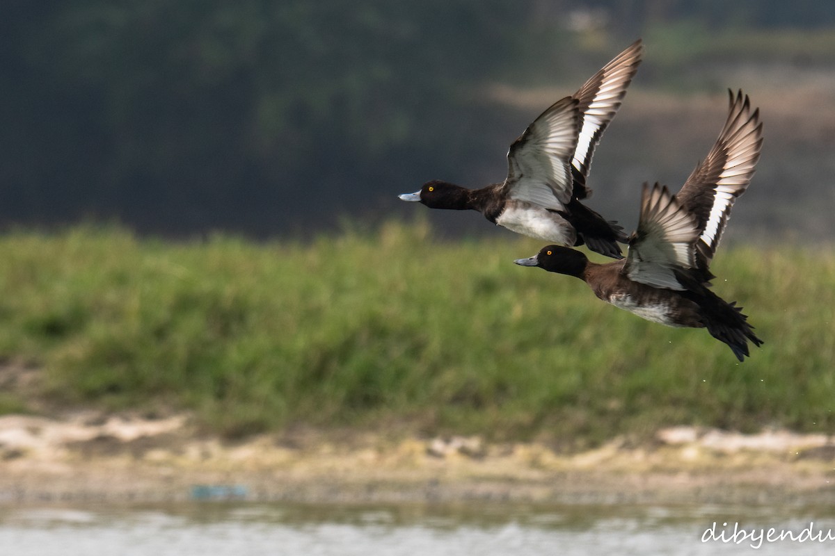 Fuligule morillon - ML646742890