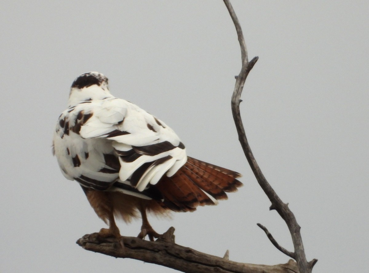 Red-tailed Hawk - ML646742891