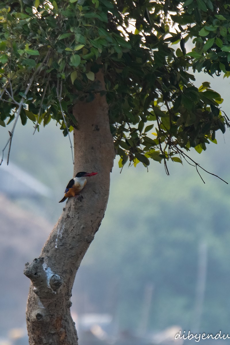 Martin-chasseur à coiffe noire - ML646742892