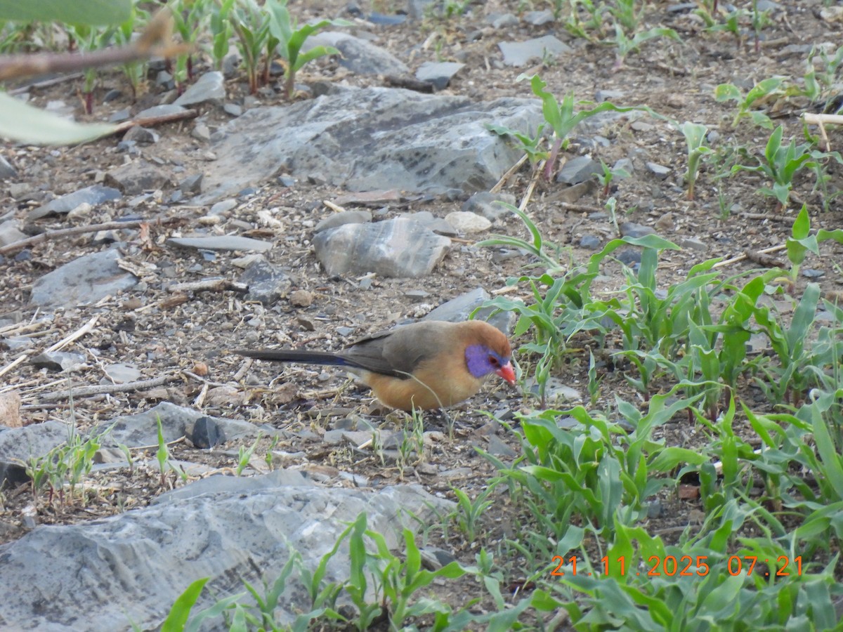 Violet-eared Waxbill - ML646742898