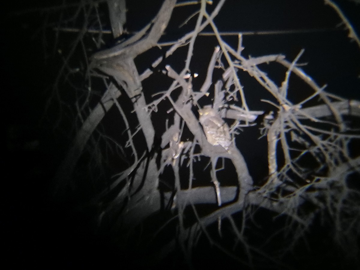 Brown Fish-Owl - ML646742899