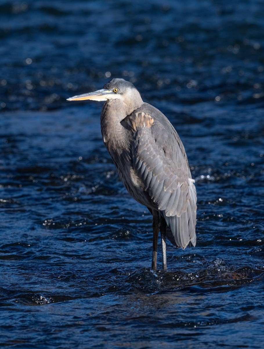 Great Blue Heron - ML646742902