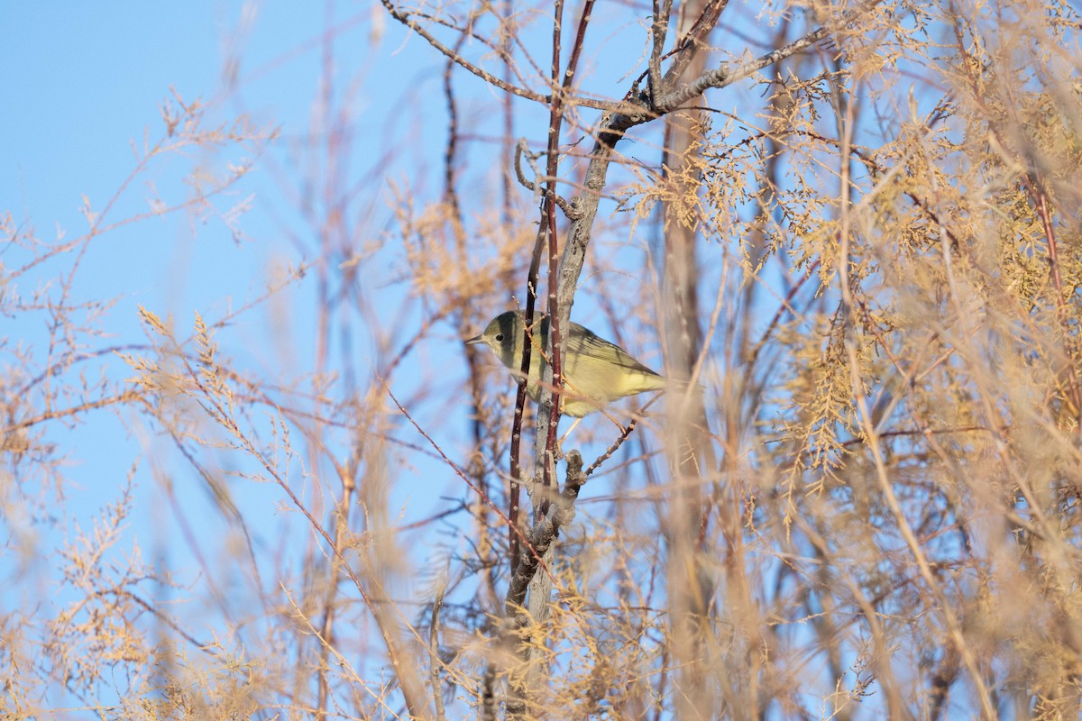 Northern/Mangrove Yellow Warbler - ML646742903