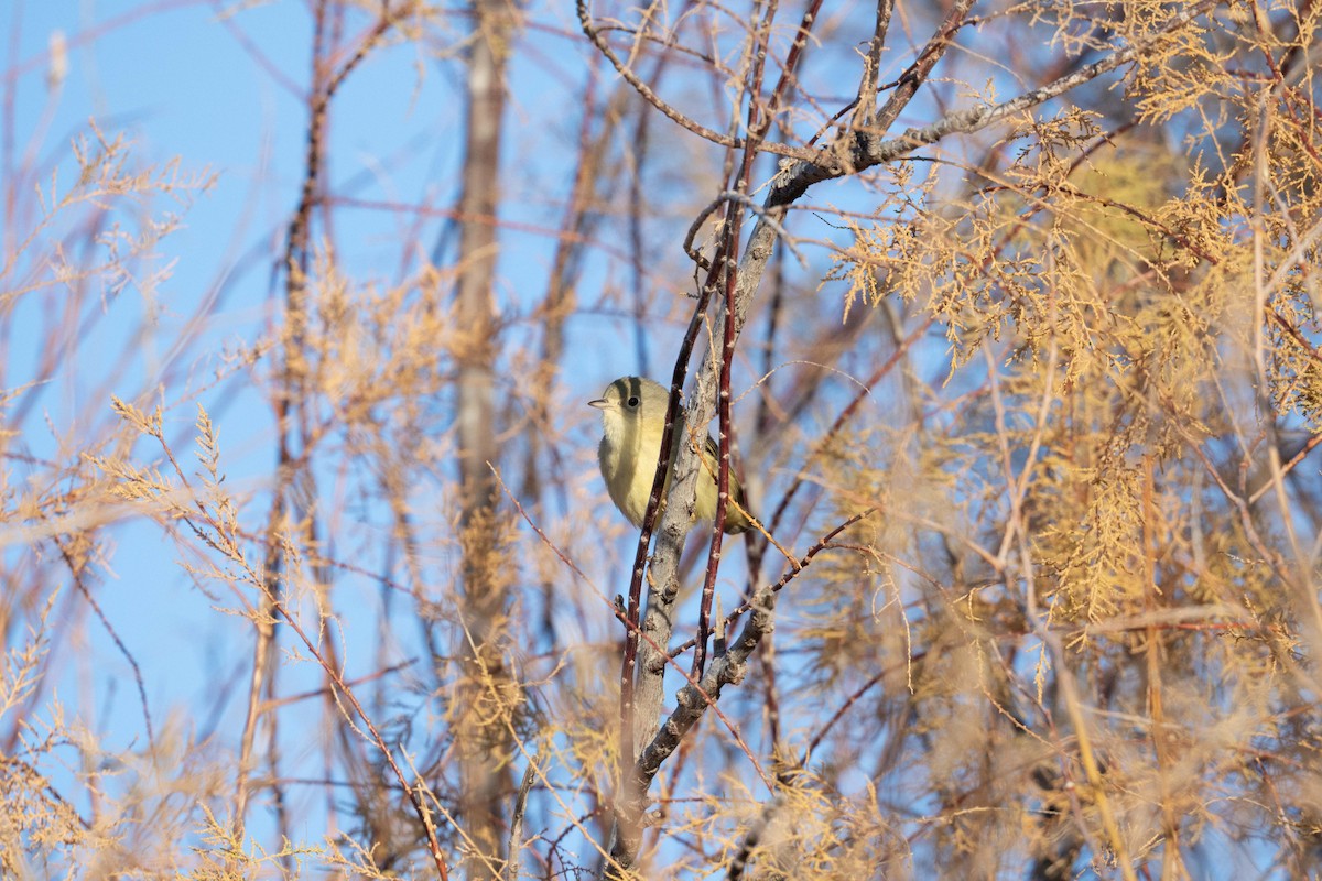 Northern/Mangrove Yellow Warbler - ML646742904