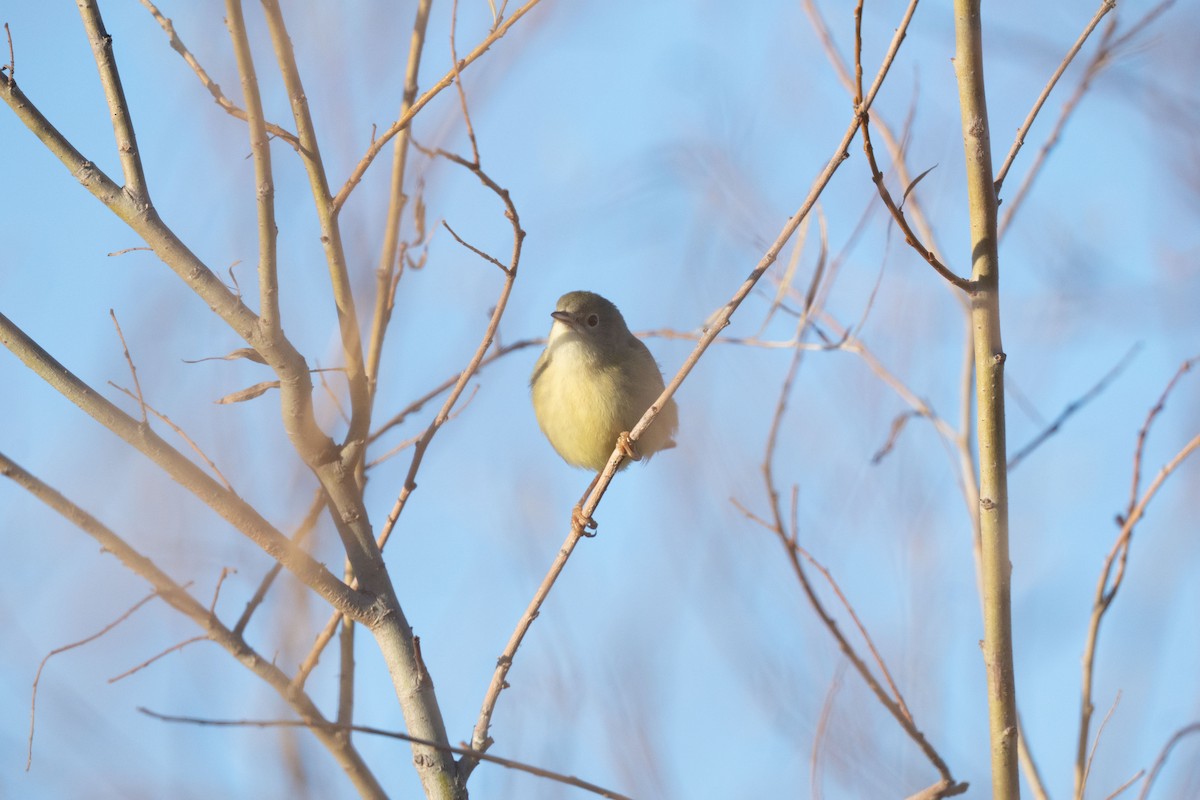 Northern/Mangrove Yellow Warbler - ML646742905