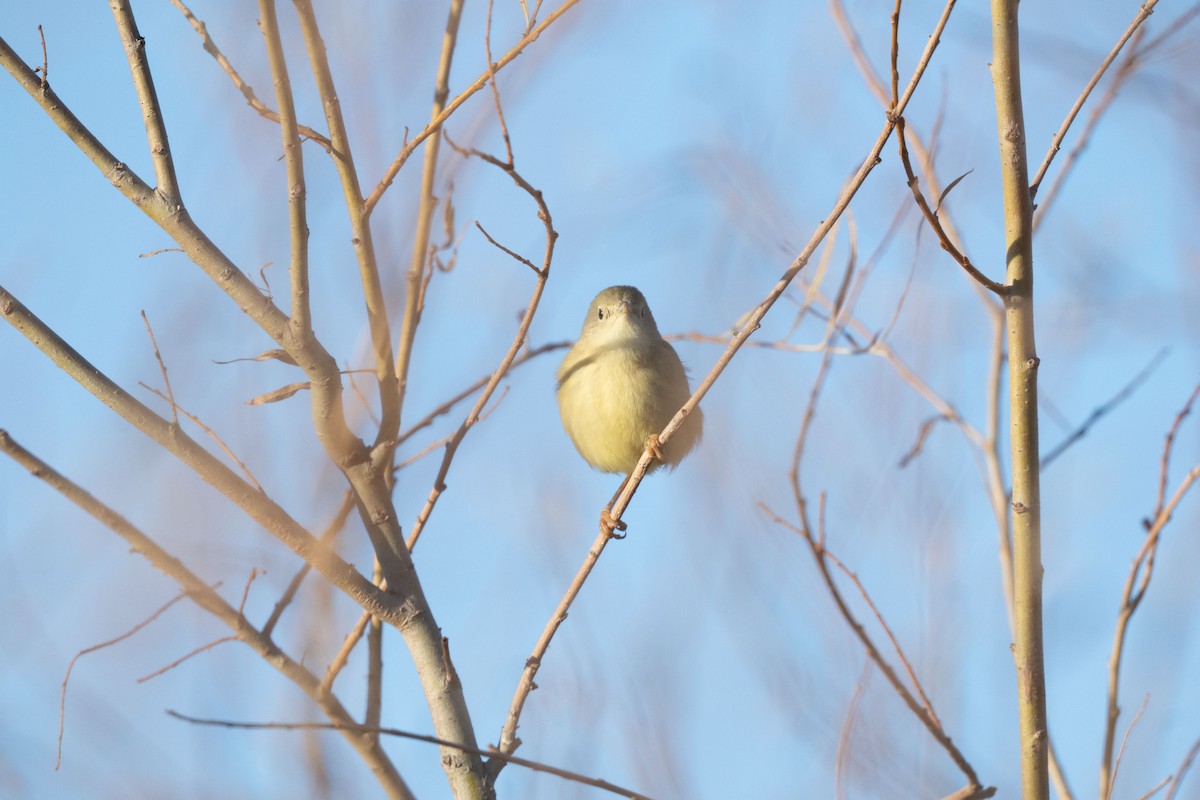 Northern/Mangrove Yellow Warbler - ML646742906