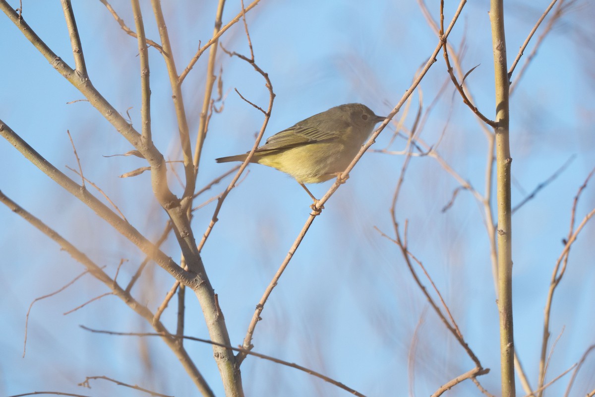 Northern/Mangrove Yellow Warbler - ML646742907