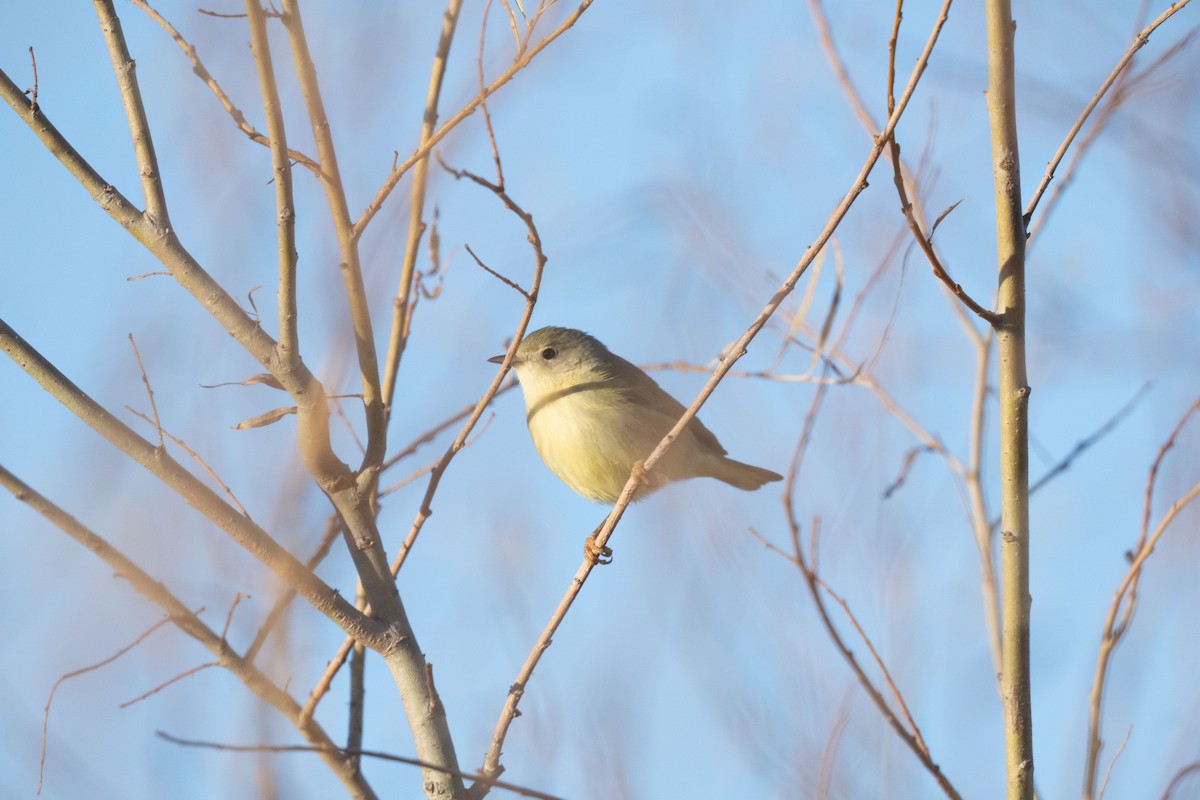 Northern/Mangrove Yellow Warbler - ML646742908