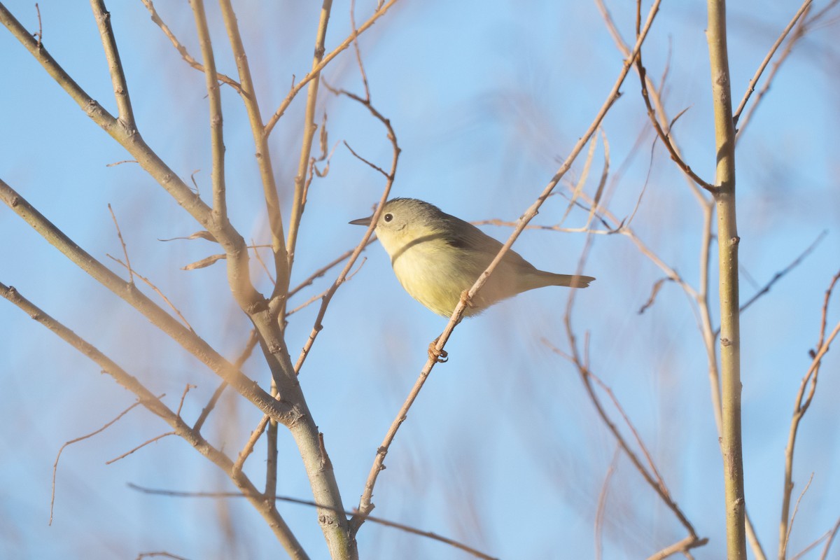 Northern/Mangrove Yellow Warbler - ML646742909