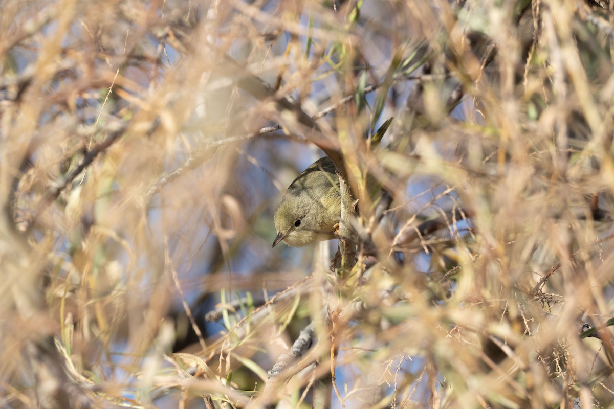 Northern/Mangrove Yellow Warbler - ML646742910