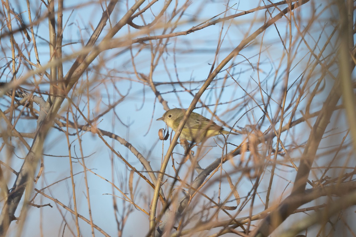 Northern/Mangrove Yellow Warbler - ML646742911