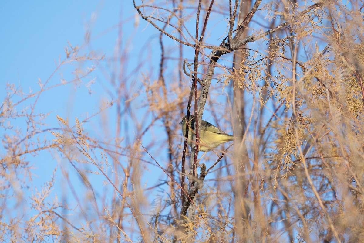 Northern/Mangrove Yellow Warbler - ML646742912