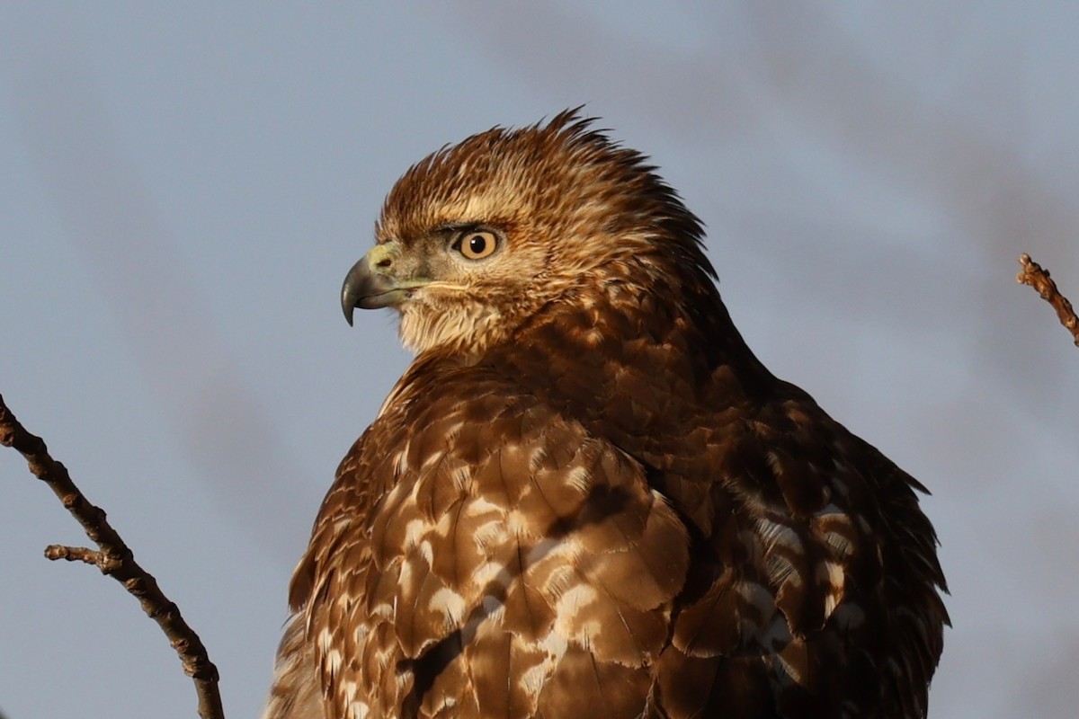Red-tailed Hawk - ML646742913