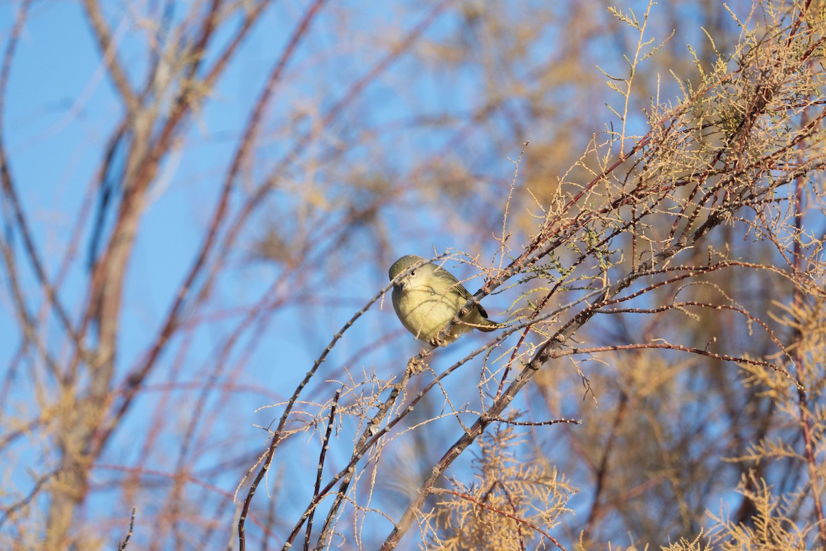 Northern/Mangrove Yellow Warbler - ML646742914