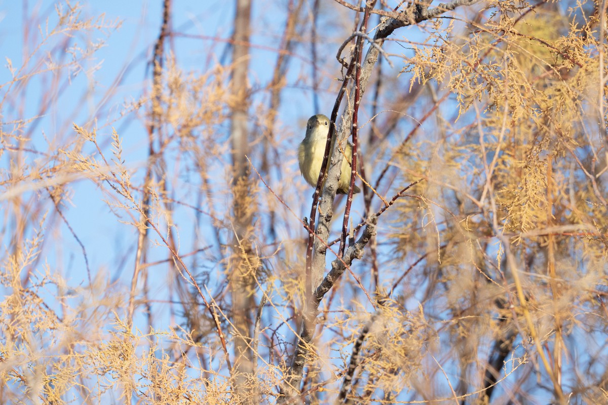 Northern/Mangrove Yellow Warbler - ML646742915